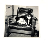 Three Cats and a Bunny, Vintage Snapshot