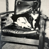Three Cats and a Bunny, Vintage Snapshot