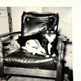 Three Cats and a Bunny, Vintage Snapshot