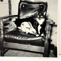 Three Cats and a Bunny, Vintage Snapshot