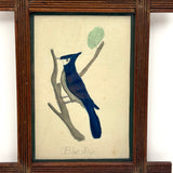Blue Jay, Lovely c. 1900 Framed Watercolor