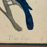 Blue Jay, Lovely c. 1900 Framed Watercolor