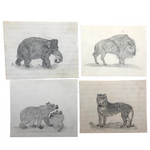 19th C. Graphite School Drawings Lot #2: Wild Animals