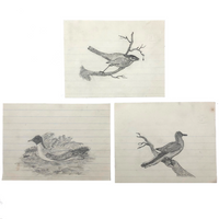 19th C. Graphite School Drawings Lot #5: Birds