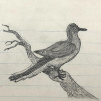 19th C. Graphite School Drawings Lot #5: Birds