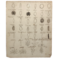 SOLD Wonderful Early Ink on Laid Drawing of Leaf Structures with Scientific Names