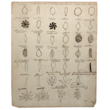 SOLD Wonderful Early Ink on Laid Drawing of Leaf Structures with Scientific Names