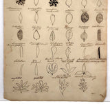 SOLD Wonderful Early Ink on Laid Drawing of Leaf Structures with Scientific Names