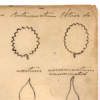 SOLD Wonderful Early Ink on Laid Drawing of Leaf Structures with Scientific Names