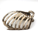 Antique Japanese Wood and Papier Mache Rib Cage Section from Anatomical Model