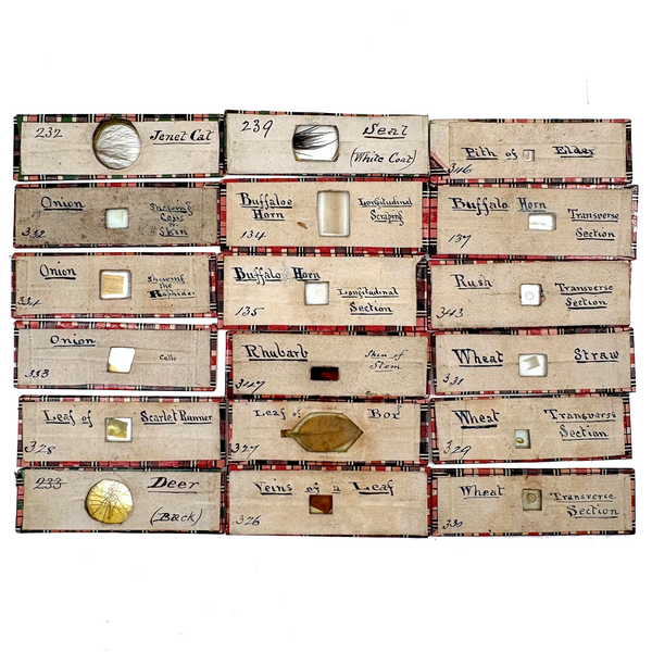 Scarlet Runner, Pith of Elder, Buffalo Horn: Beautiful Set of 18 Victorian Handmade Slides