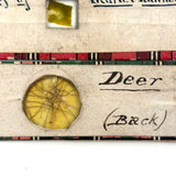 Scarlet Runner, Pith of Elder, Buffalo Horn: Beautiful Set of 18 Victorian Handmade Slides