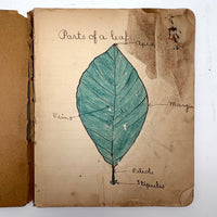 Adeline's 1902 School Notebook with Leaf Drawings, Songs, Poems, and More