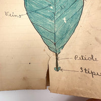 Adeline's 1902 School Notebook with Leaf Drawings, Songs, Poems, and More
