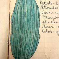 Adeline's 1902 School Notebook with Leaf Drawings, Songs, Poems, and More