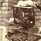 "Roy Powell and Pets," Roxbury, MA, Wonderful July 8, 1896 Mounted Photograph