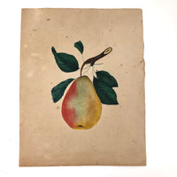 Perfect Pear: 19th C. Theorem Watercolor on Paper