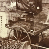"Roy Powell and Pets," Roxbury, MA, Wonderful July 8, 1896 Mounted Photograph