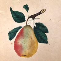Perfect Pear: 19th C. Theorem Watercolor on Paper