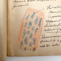 1901 Pathology/Bacteriology Marbled Cover Notebook with Gorgeous Colored Pencil Illustrations Throughout, NYC