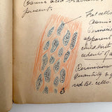 1901 Pathology/Bacteriology Marbled Cover Notebook with Gorgeous Colored Pencil Illustrations Throughout, NYC