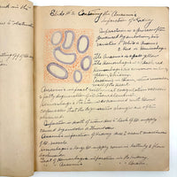 1901 Pathology/Bacteriology Marbled Cover Notebook with Gorgeous Colored Pencil Illustrations Throughout, NYC