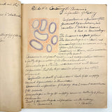 1901 Pathology/Bacteriology Marbled Cover Notebook with Gorgeous Colored Pencil Illustrations Throughout, NYC