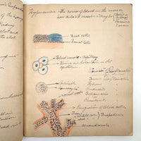 1901 Pathology/Bacteriology Marbled Cover Notebook with Gorgeous Colored Pencil Illustrations Throughout, NYC
