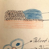 1901 Pathology/Bacteriology Marbled Cover Notebook with Gorgeous Colored Pencil Illustrations Throughout, NYC