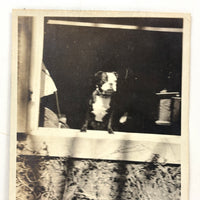 Dog Named Boy in the Window, Old Snapshot Photo