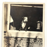 Dog Named Boy in the Window, Old Snapshot Photo