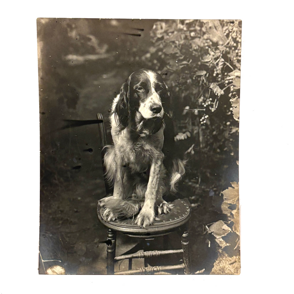 Sweet Old Setter on Spindle Chair, Highy Empathetic Old Silver Print Photo