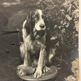 Sweet Old Setter on Spindle Chair, Highy Empathetic Old Silver Print Photo