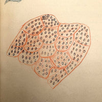 1901 Pathology/Bacteriology Marbled Cover Notebook with Gorgeous Colored Pencil Illustrations Throughout, NYC