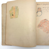 1901 Pathology/Bacteriology Marbled Cover Notebook with Gorgeous Colored Pencil Illustrations Throughout, NYC