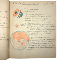 1901 Pathology/Bacteriology Marbled Cover Notebook with Gorgeous Colored Pencil Illustrations Throughout, NYC