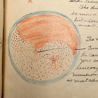 1901 Pathology/Bacteriology Marbled Cover Notebook with Gorgeous Colored Pencil Illustrations Throughout, NYC