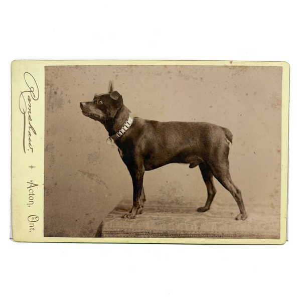 Portrait of a Dog in Chain Collar, c. 1890s H. Ramshaw, Acton, Ontario Cabinet Card Photo
