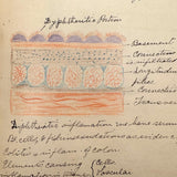 1901 Pathology/Bacteriology Marbled Cover Notebook with Gorgeous Colored Pencil Illustrations Throughout, NYC