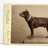 Portrait of a Dog in Chain Collar, c. 1890s H. Ramshaw, Acton, Ontario Cabinet Card Photo