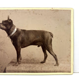 Portrait of a Dog in Chain Collar, c. 1890s H. Ramshaw, Acton, Ontario Cabinet Card Photo