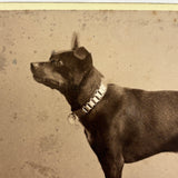 Portrait of a Dog in Chain Collar, c. 1890s H. Ramshaw, Acton, Ontario Cabinet Card Photo