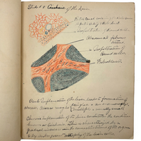 1901 Pathology/Bacteriology Marbled Cover Notebook with Gorgeous Colored Pencil Illustrations Throughout, NYC