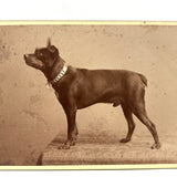Portrait of a Dog in Chain Collar, c. 1890s H. Ramshaw, Acton, Ontario Cabinet Card Photo