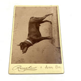 Portrait of a Dog in Chain Collar, c. 1890s H. Ramshaw, Acton, Ontario Cabinet Card Photo