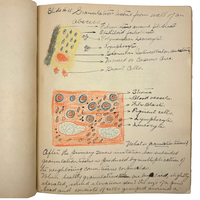 1901 Pathology/Bacteriology Marbled Cover Notebook with Gorgeous Colored Pencil Illustrations Throughout, NYC