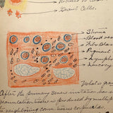 1901 Pathology/Bacteriology Marbled Cover Notebook with Gorgeous Colored Pencil Illustrations Throughout, NYC