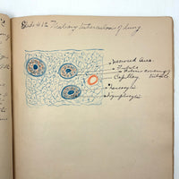 1901 Pathology/Bacteriology Marbled Cover Notebook with Gorgeous Colored Pencil Illustrations Throughout, NYC