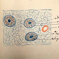 1901 Pathology/Bacteriology Marbled Cover Notebook with Gorgeous Colored Pencil Illustrations Throughout, NYC