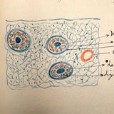 1901 Pathology/Bacteriology Marbled Cover Notebook with Gorgeous Colored Pencil Illustrations Throughout, NYC